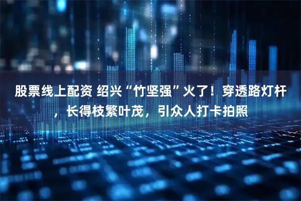 股票线上配资 绍兴“竹坚强”火了！穿透路灯杆，长得枝繁叶茂，引众人打卡拍照