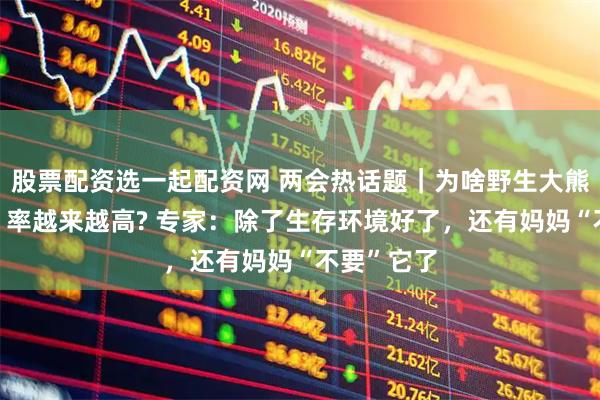 股票配资选一起配资网 两会热话题｜为啥野生大熊猫“出镜”率越来越高? 专家：除了生存环境好了，还有妈妈“不要”它了